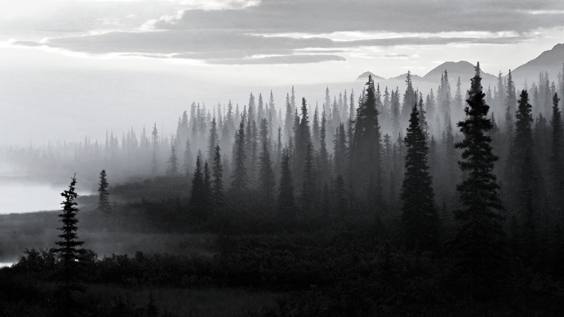 Why the Trees Are Marching Northward