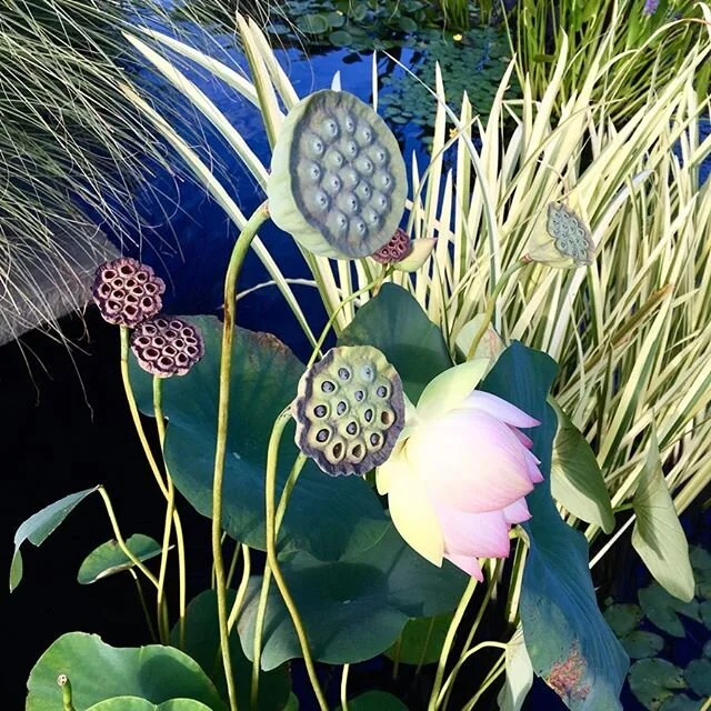 Exotic &amp; lush inspiration from @wavehill #gardens! @seeseeksea @plantstani @baharbehbahani @artmetaldimitri @maryg_photo  @rebeccacolegrows  @charlienardozzi #art #nature #garden #design #flowers #botanical #botanicalgardens #fall #autumn #summer