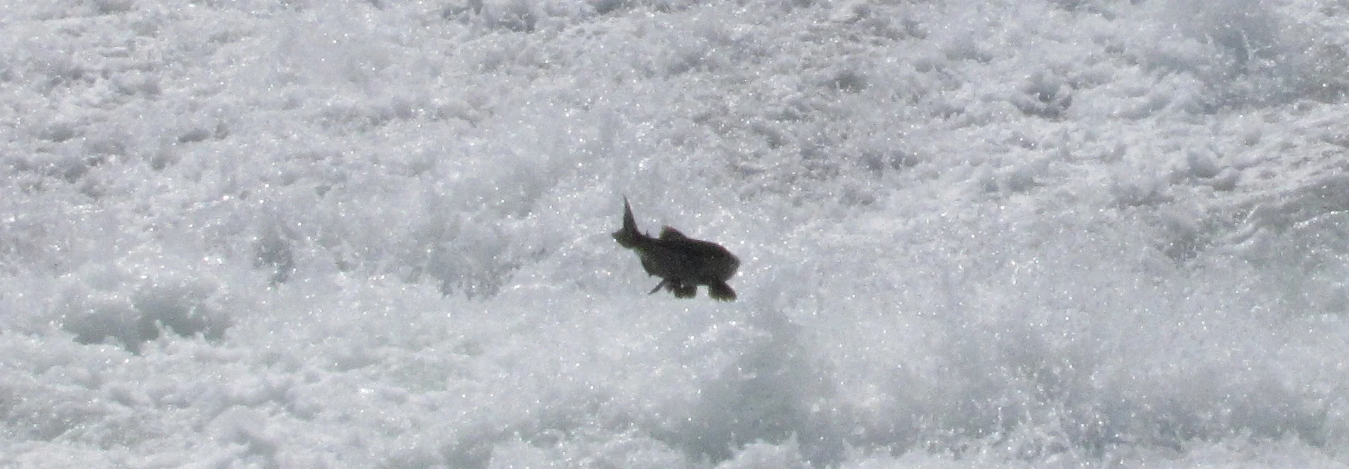IMG_7323.JPG
