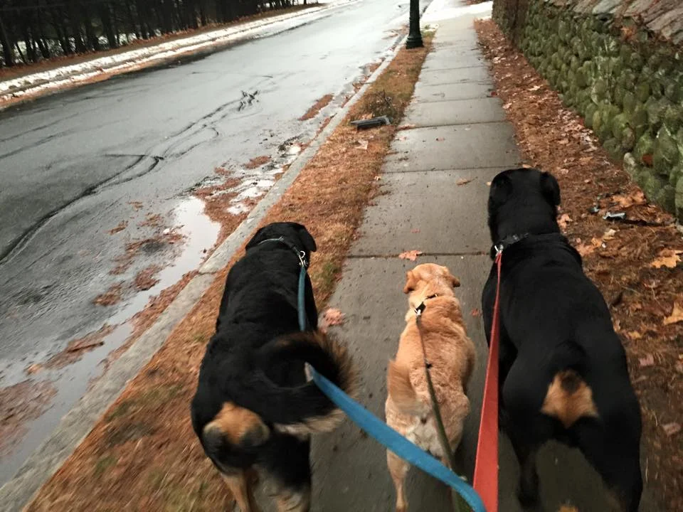 leash.jpg