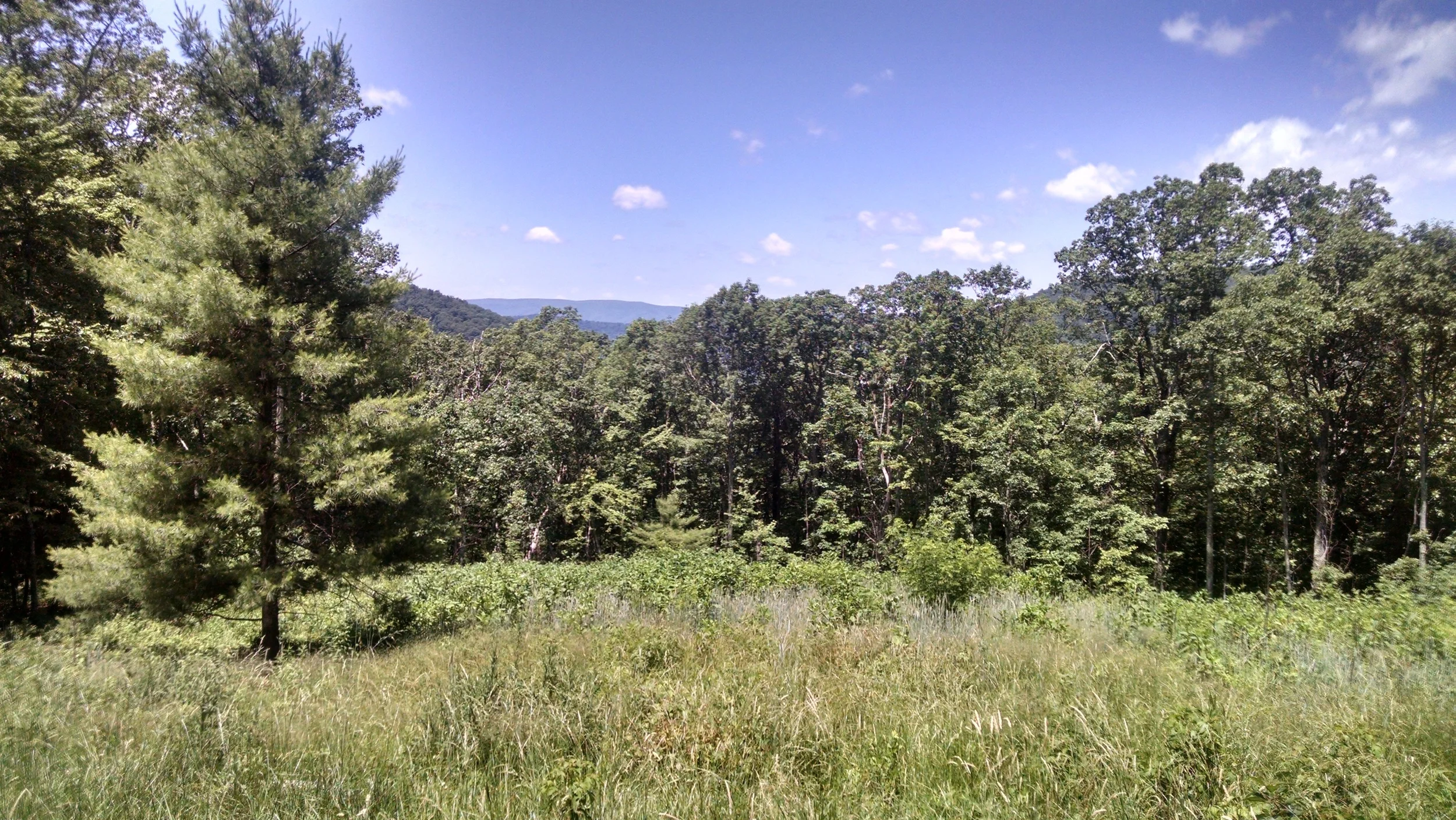 Summewr View to the Southwest