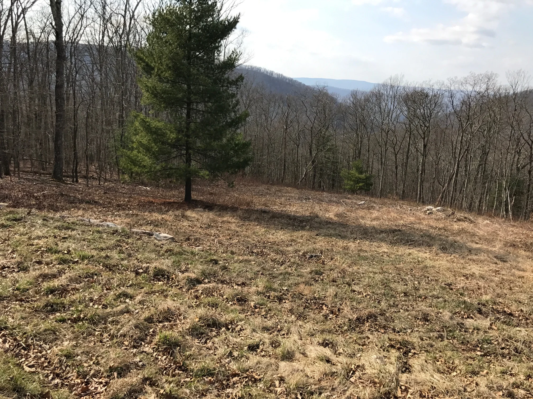 Spring View to the Southwest