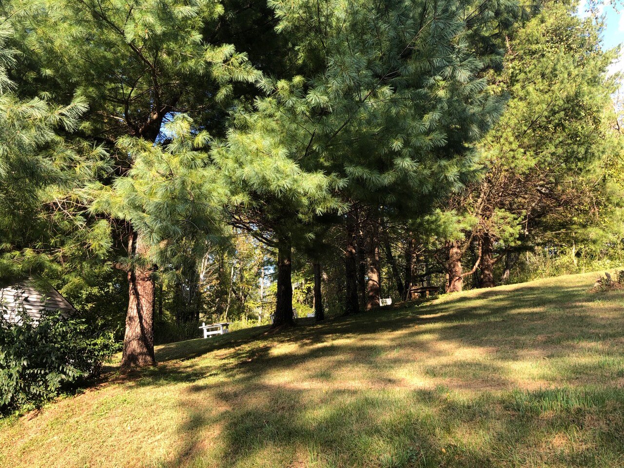 Piney Forest and back lawn lighted with Firepit