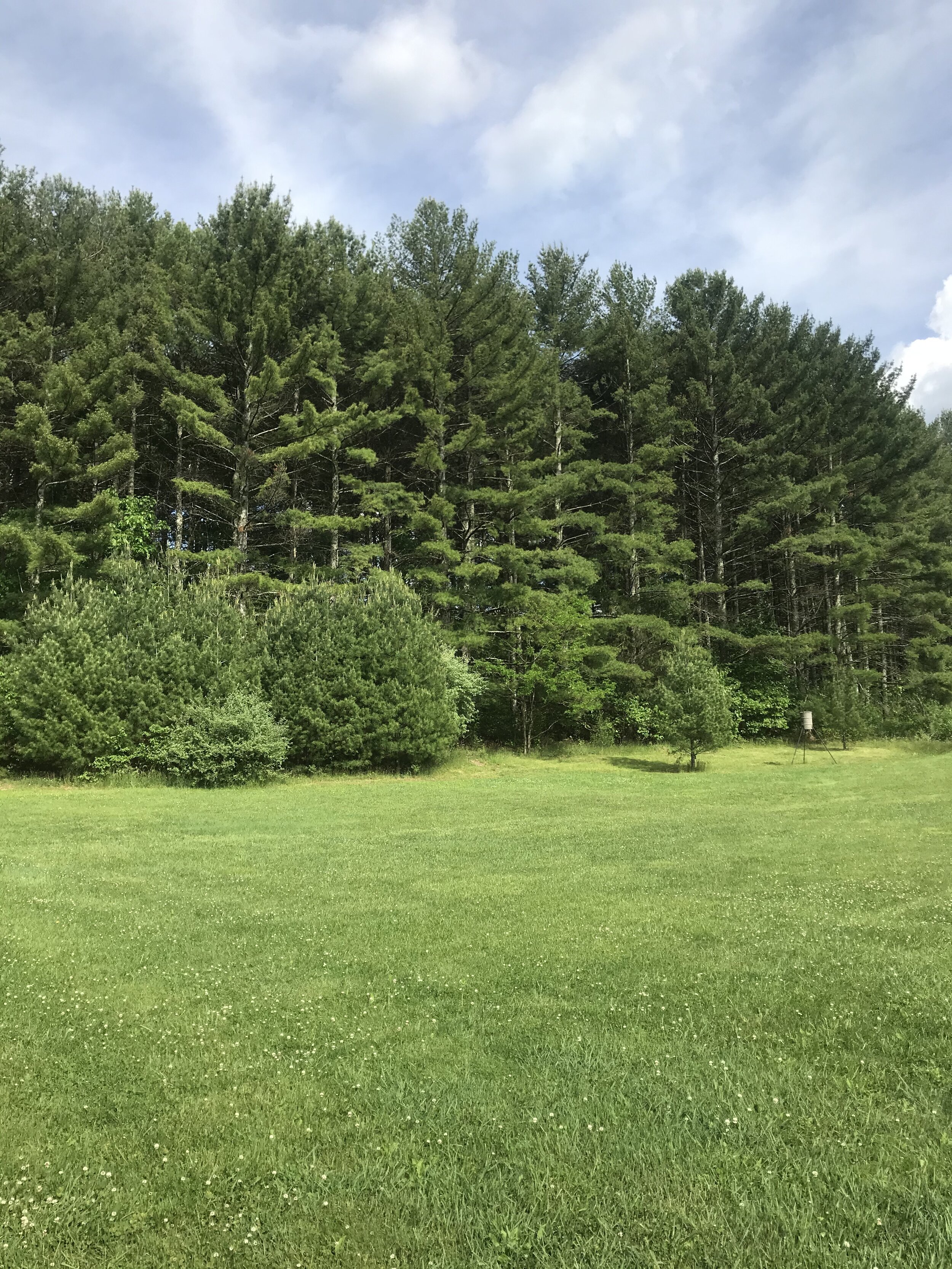 28) Beautiful Stand of Pines along North Side of the Property.JPG