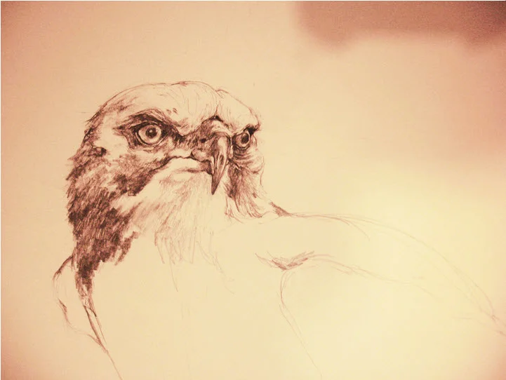 Eagle Study