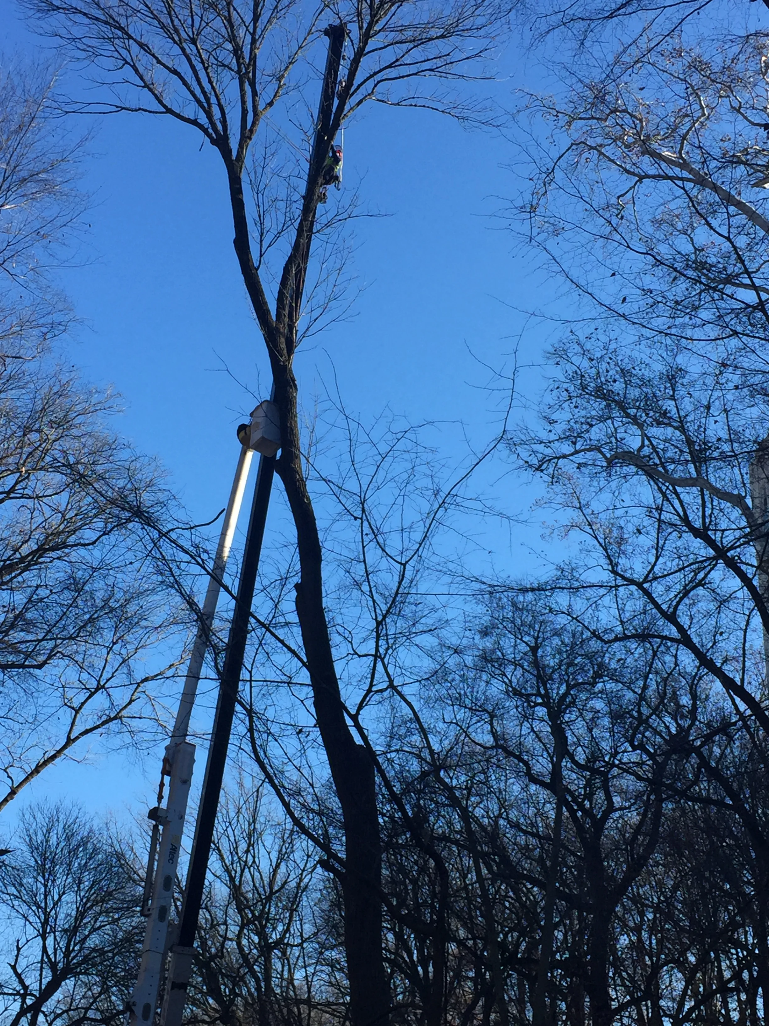 Crews remove an Ash tree along Klingle Road.