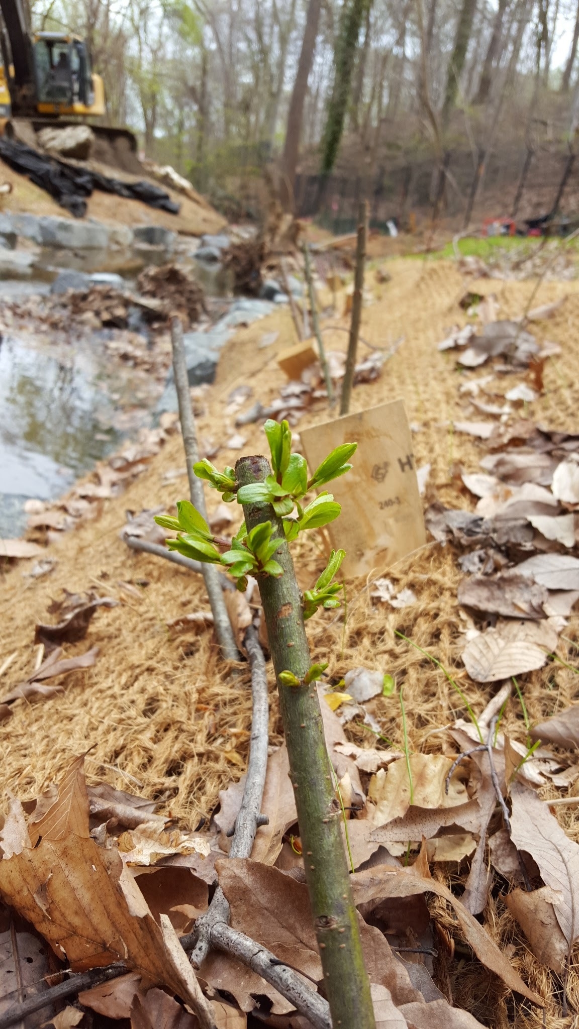 A live stake budding in Segment 4