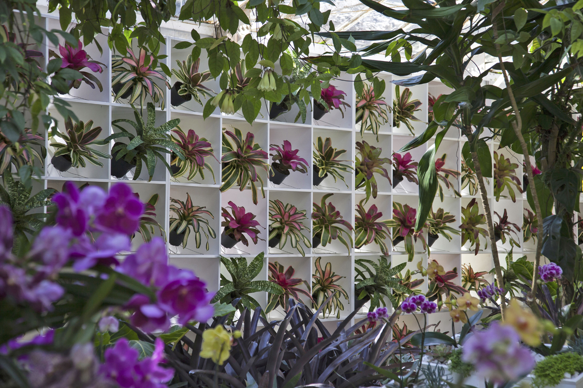 Bromeliads Display