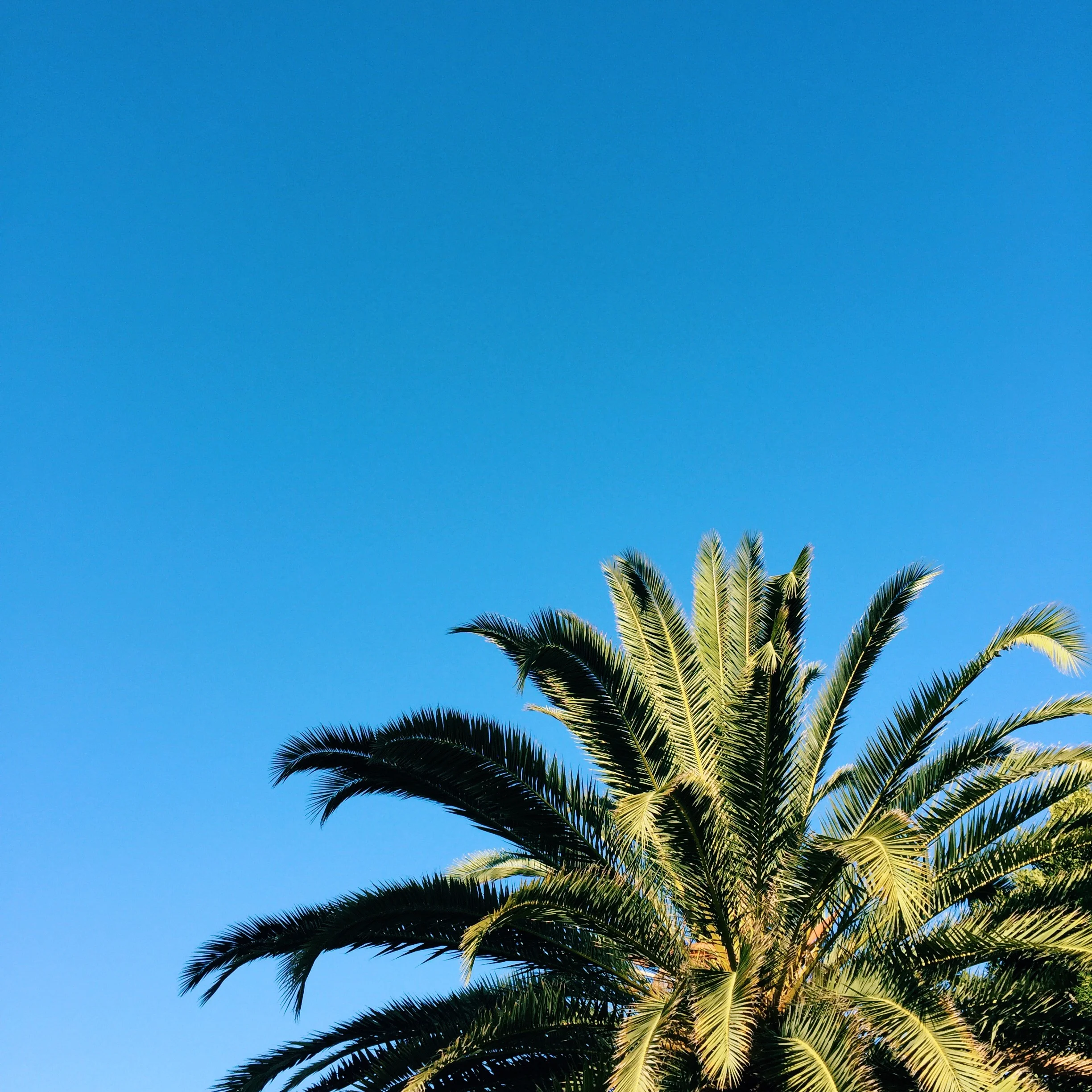I will warn you, this post is full of palms! One of my favorite things when I lived in California.