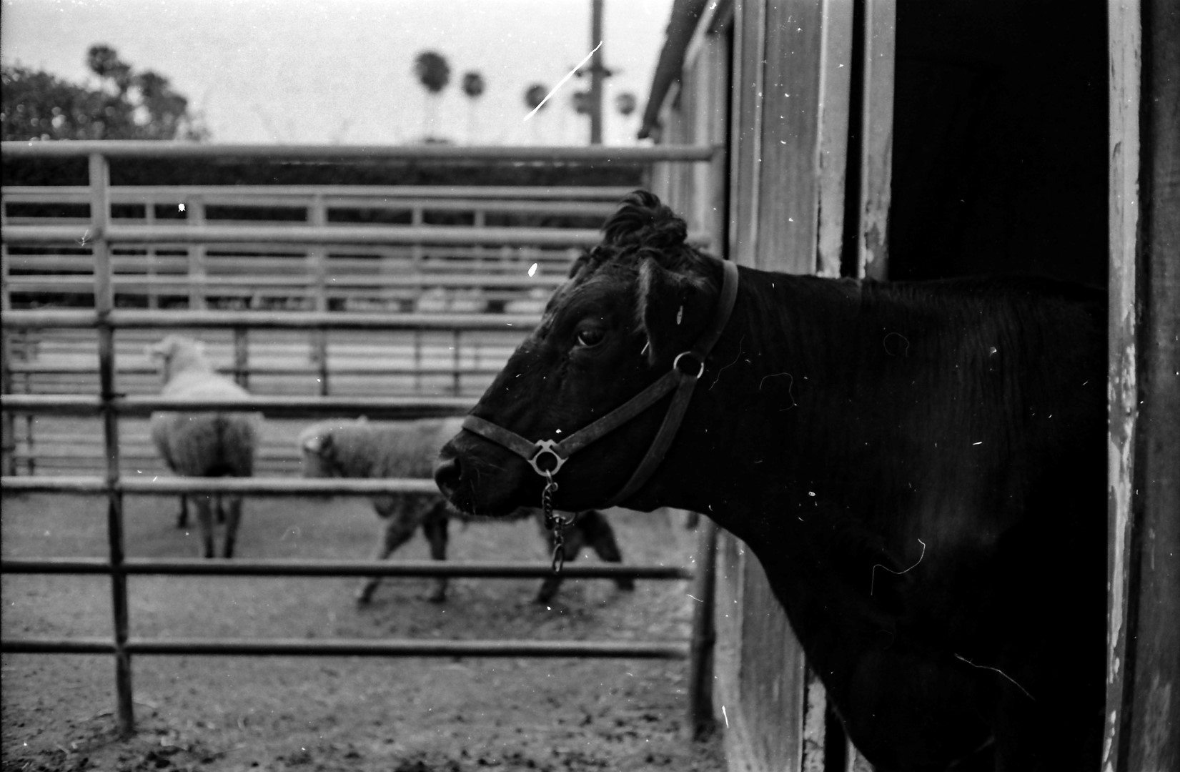 4428D1BF-A0E9-4B22-AF1C-42F28FF9B8B3 (Large).JPG