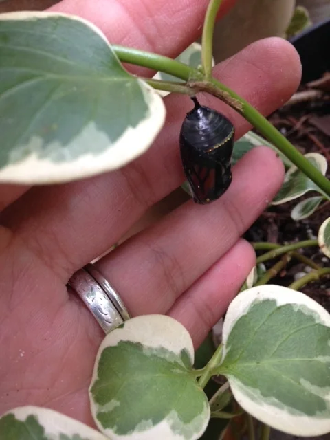 When the butterfly is about ready to emerge the chrysalis is clear and you can see the wing pattern within. 