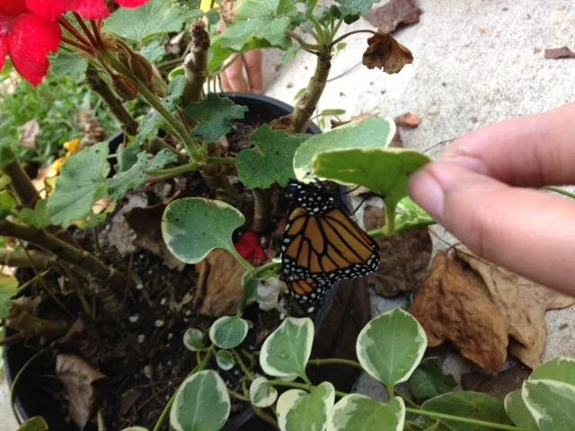 Here a male Monarch has just emerged. Males have thiner wing veins and two little black dots on the lower wings. 