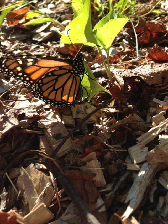 Beautiful Butterflies