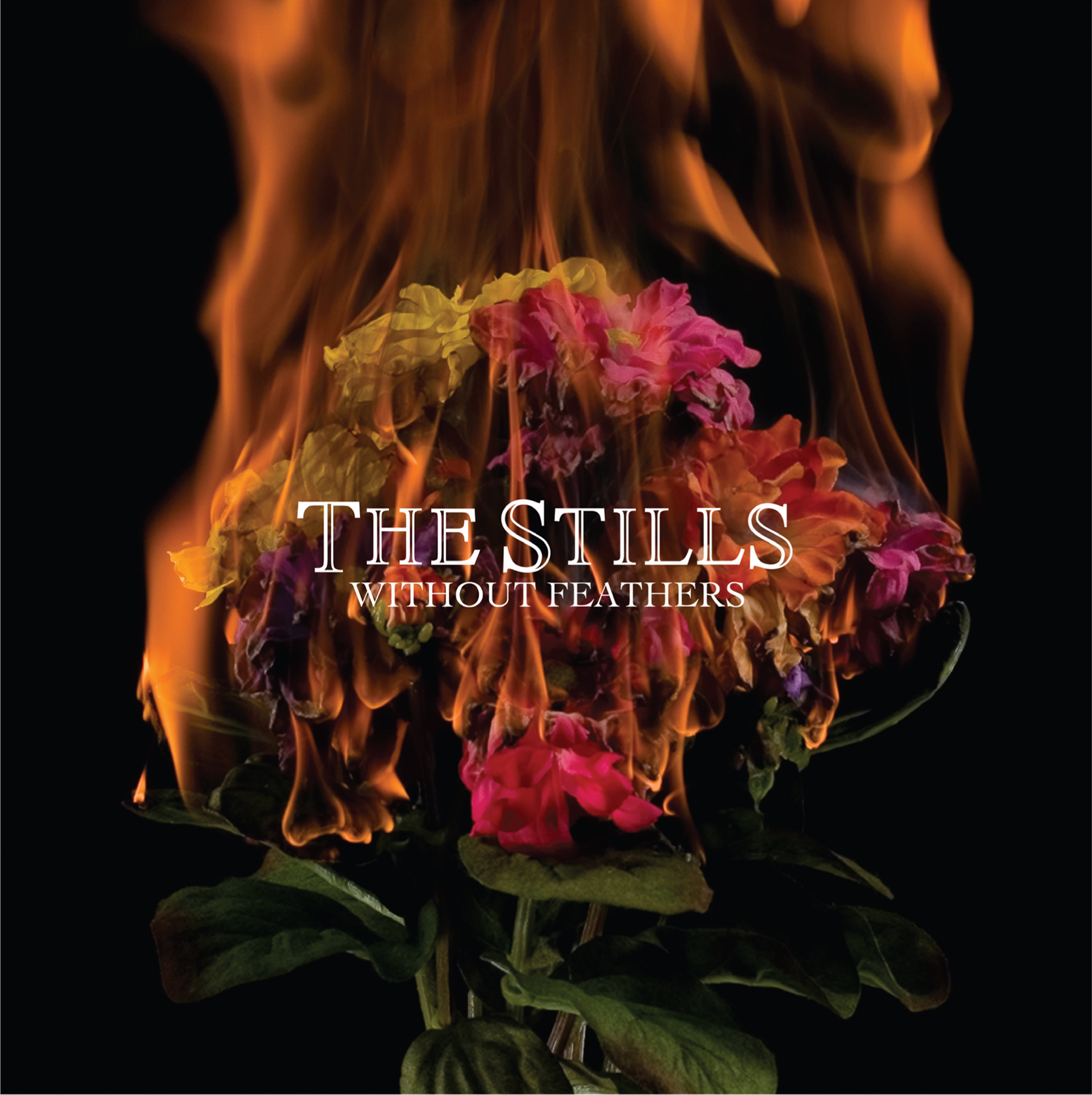 THE STILLS- 'WITHOUT FEATHERS' ALBUM
