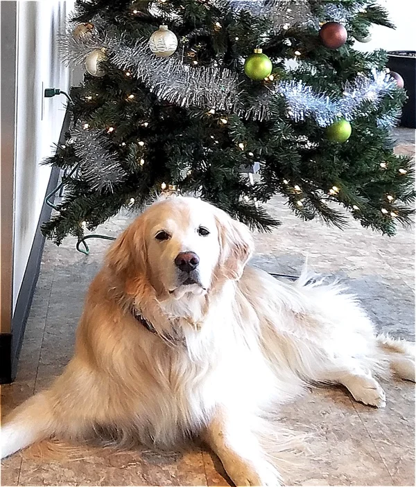 Golden under the Christmas Tree at Back on Track.jpg