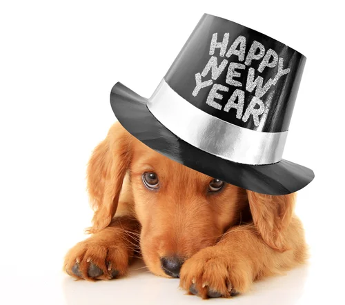 Think about how to make 2017 your pet's best year yet.