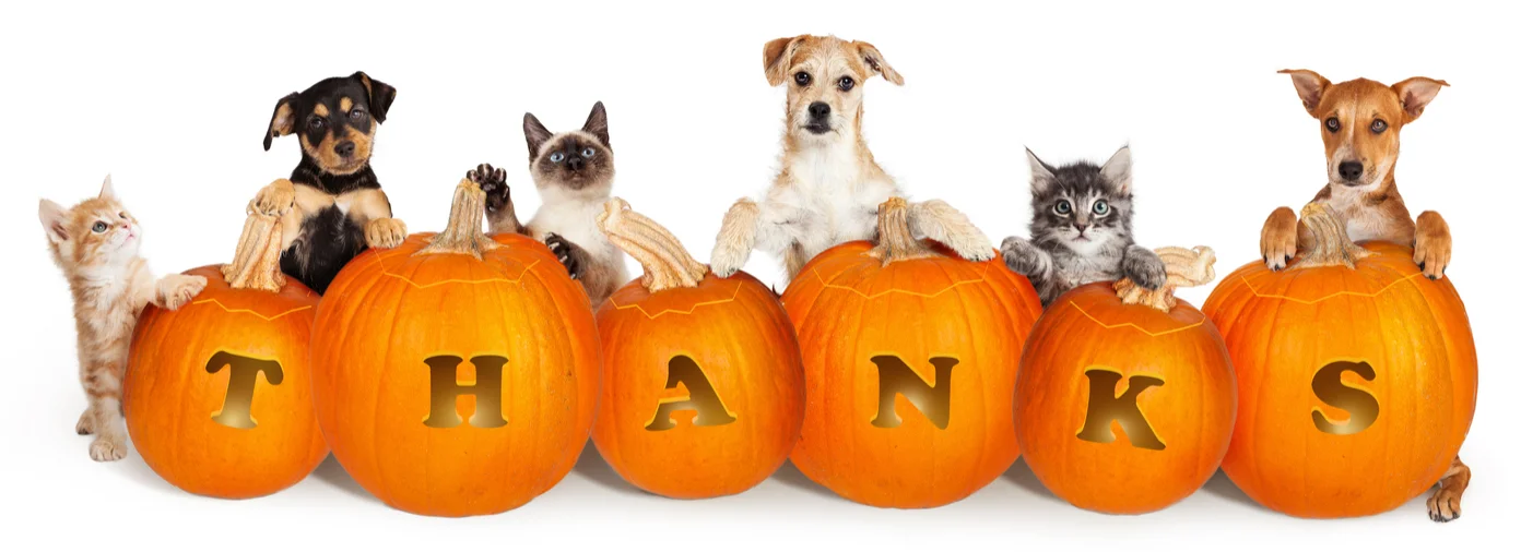 Back on Track Thanksgiving.jpg