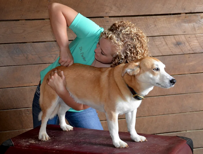 Pet Chirpractic Dr. Parker Back on Track.jpg