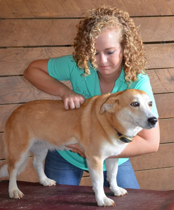 Dr. Parker Pet Chiropractic at Back on Track Vet.jpg