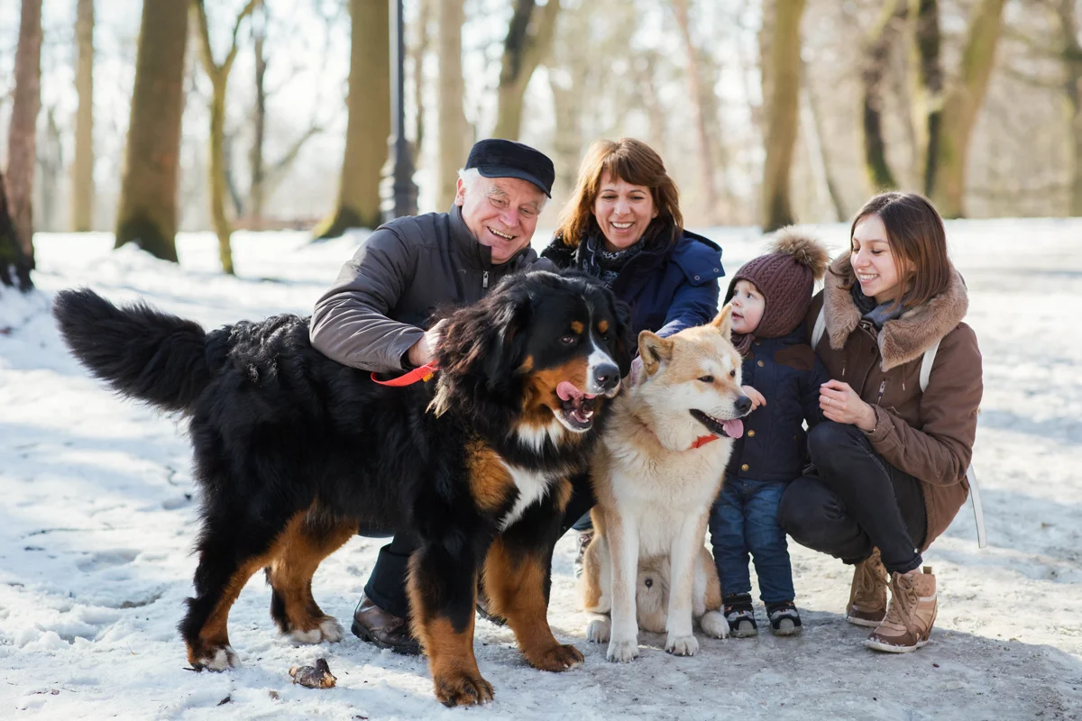 Keep Pets Safe During the Holidays.jpg
