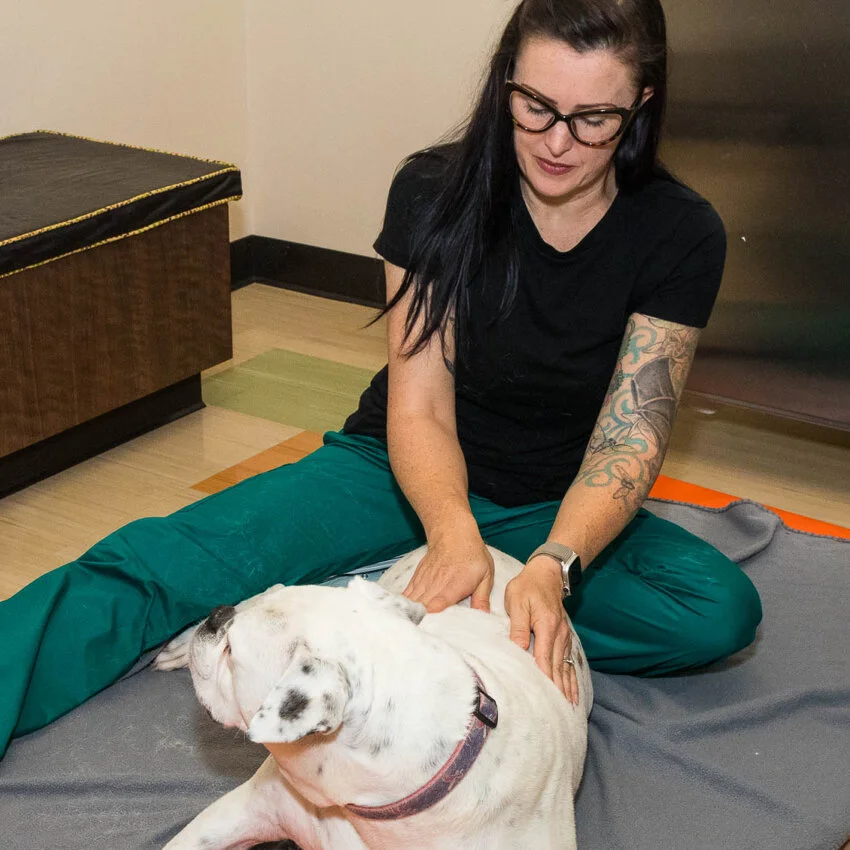 Back on Track Veterinary Hospital in O'Fallon, MO The Benefits