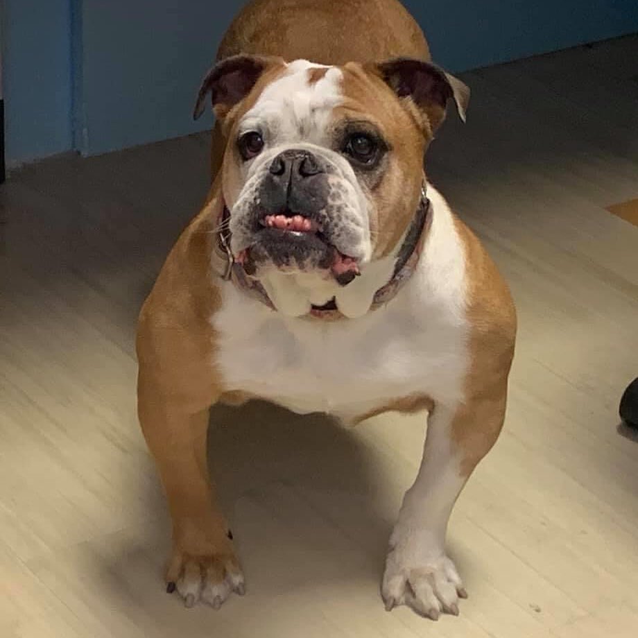 Happy National Dog Day! How are your dogs celebrating? Lets see them below🧡💚Annabullie is spending the day with Michele in her office #nationaldogday #staffpets #bulldoglove