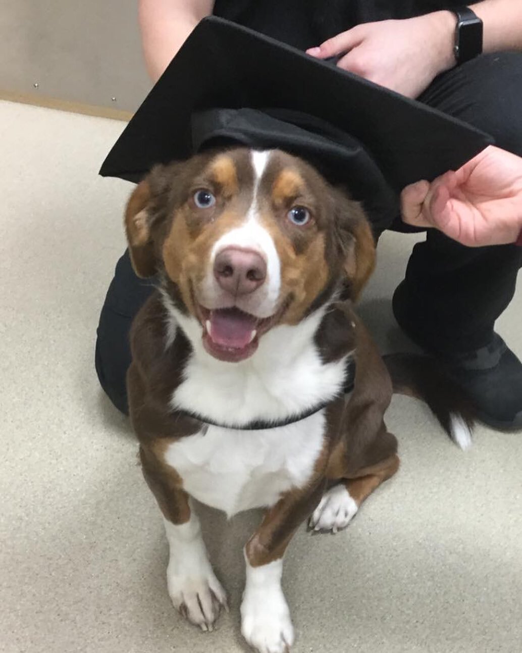 Buddy graduated rehab after recovering from surgery. #improvedmobility #rehabgrad #happydog #orthopedicsurgery