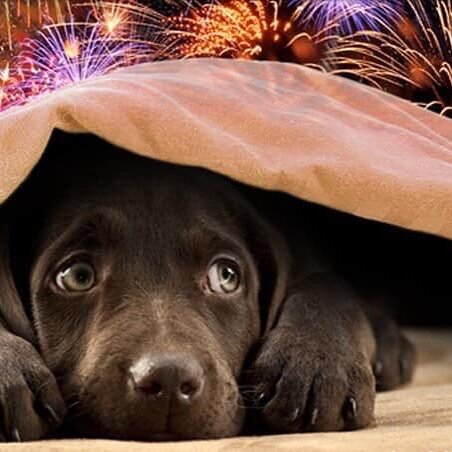 Fireworks are here- how&rsquo;s your pet?⠀
Helpful tips:⠀
- make sure your pet is properly identified ⠀
- make sure your pet is secure in your home with a safe place to hide⠀
- calming music to mask the sounds⠀
- blackout curtains to cover the flashe