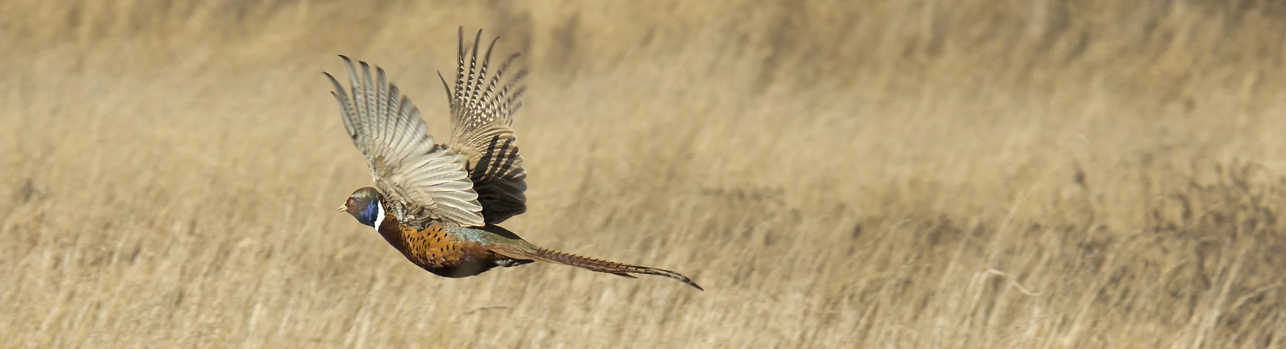 Pheasant Flying.jpg