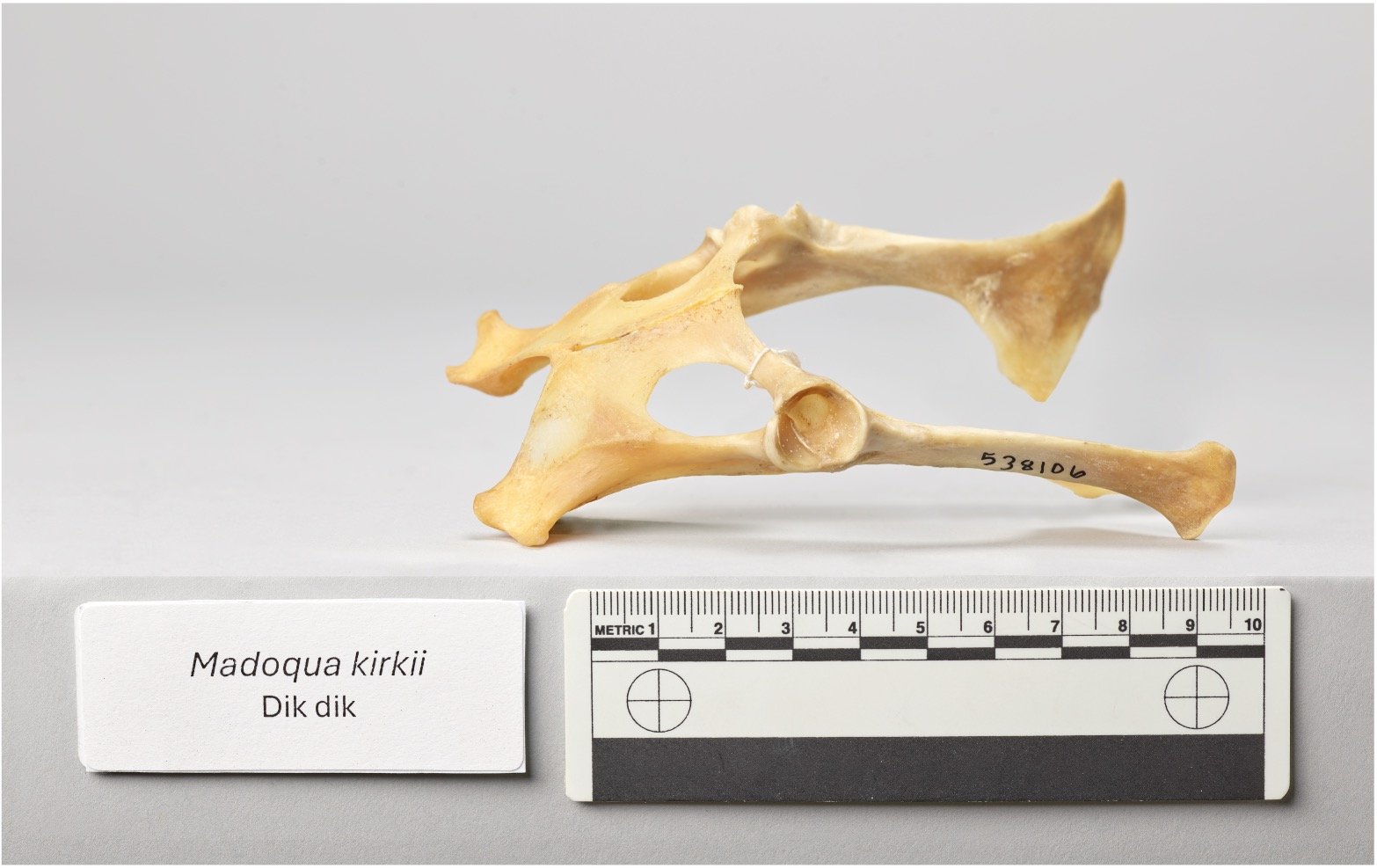 Dik Dik Pelvis_TableTop.jpg