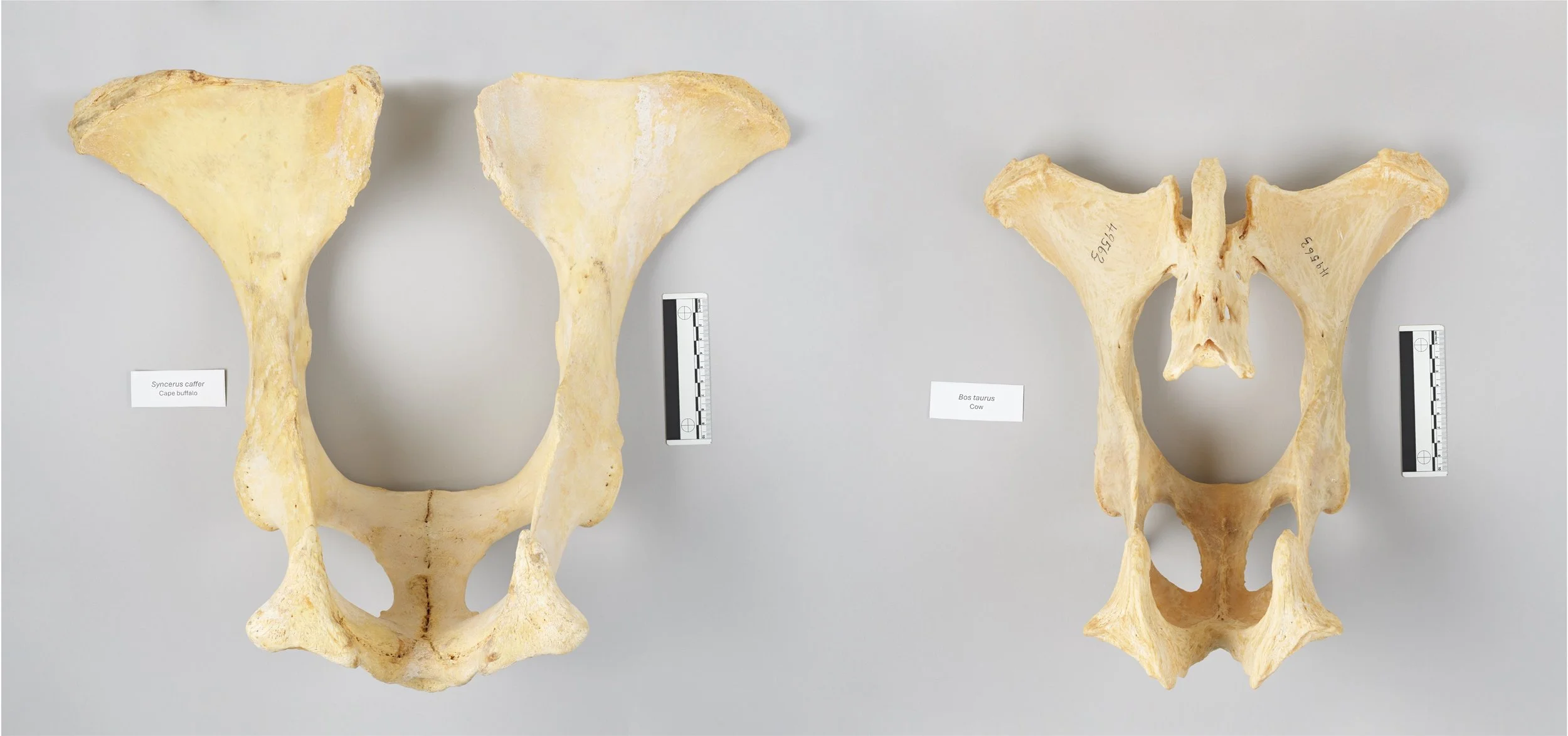 Buffalo:CowPelvis.jpg