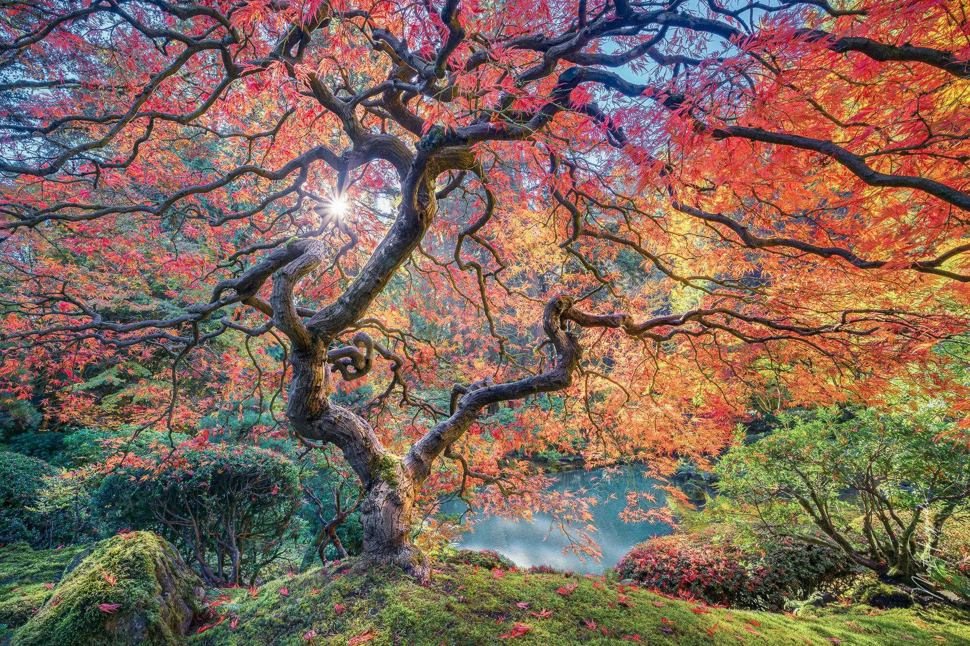 Japanese Maple Tree in Autumn