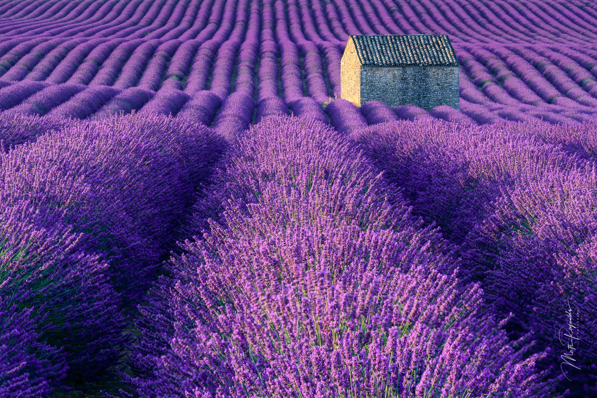 Lavender fields in bloom