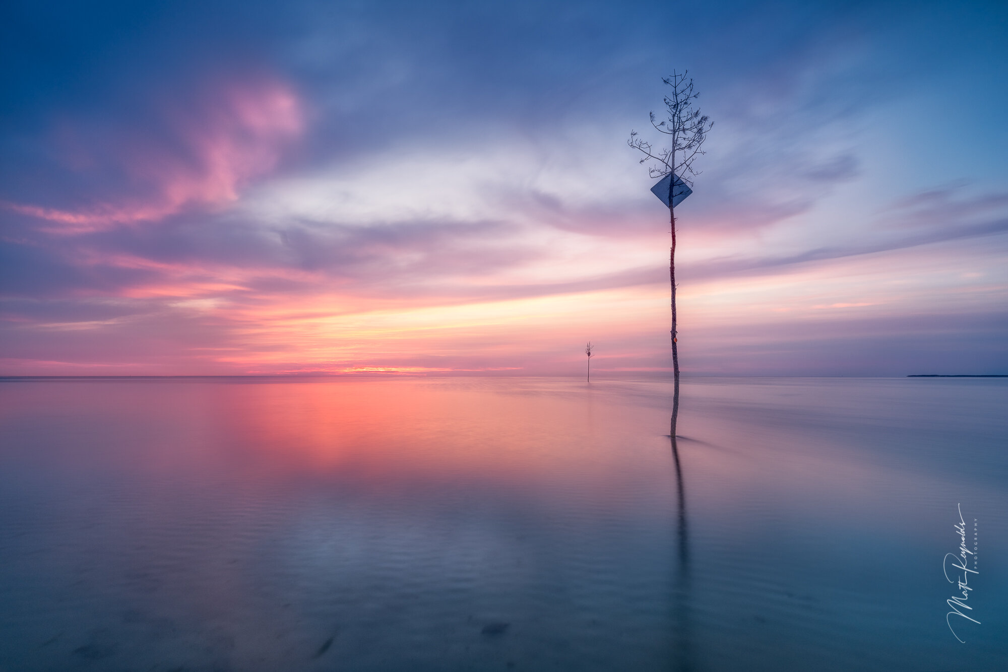 Trees in the Bay