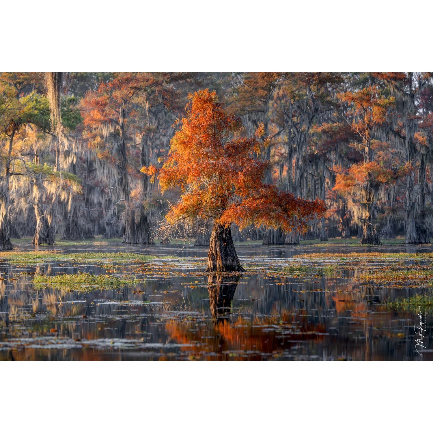 Little Cypress