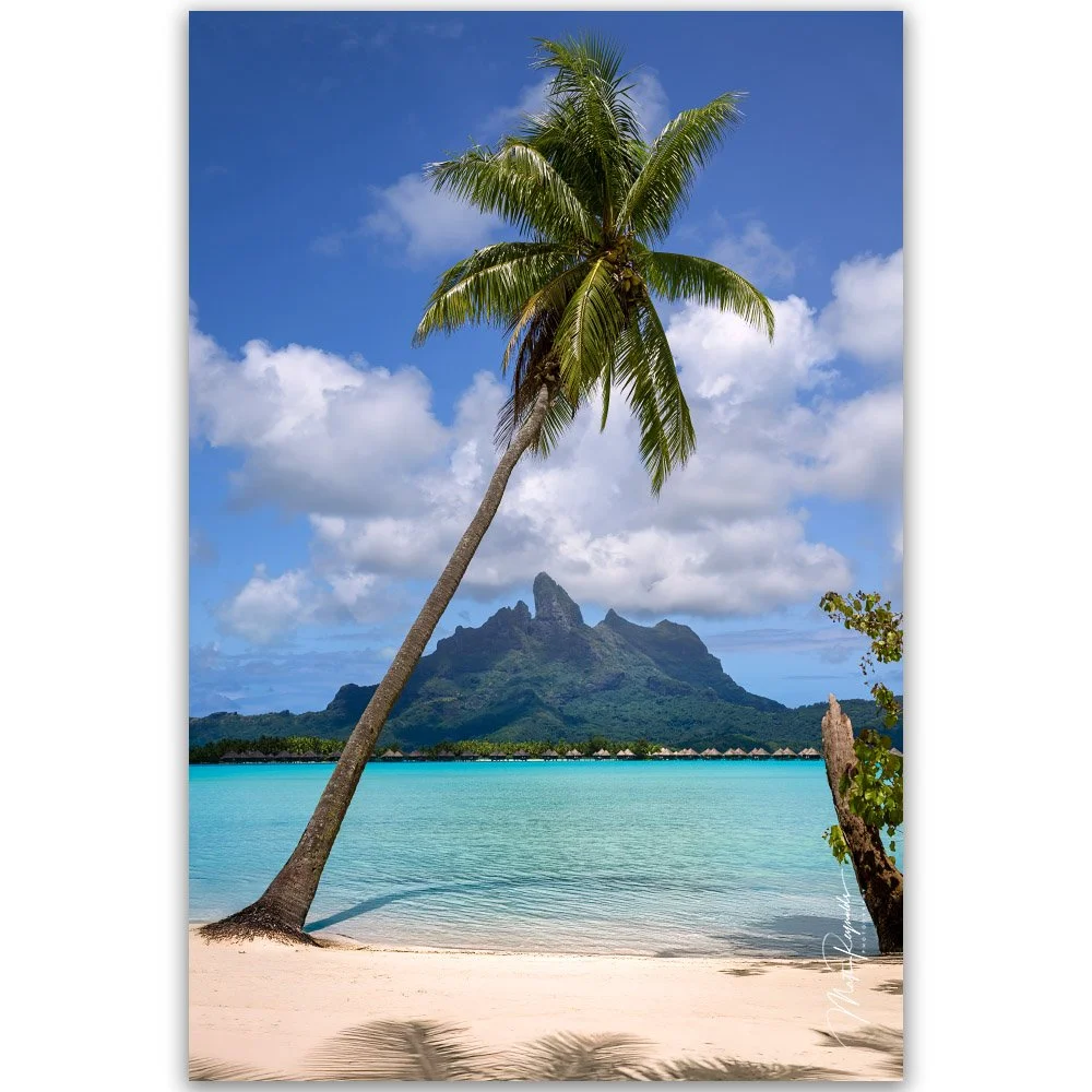 Under The Coconut Tree