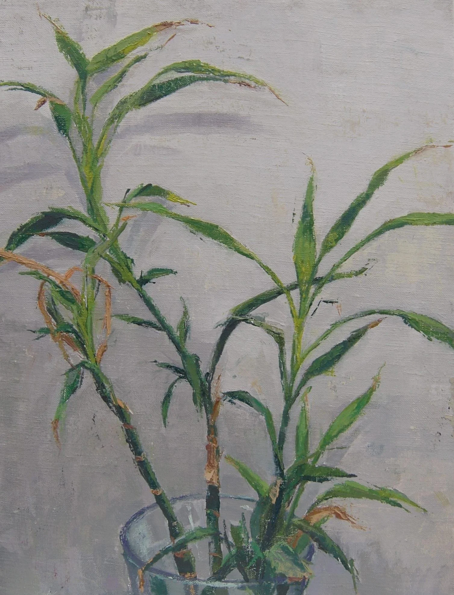 Hely's Bamboo, 2014