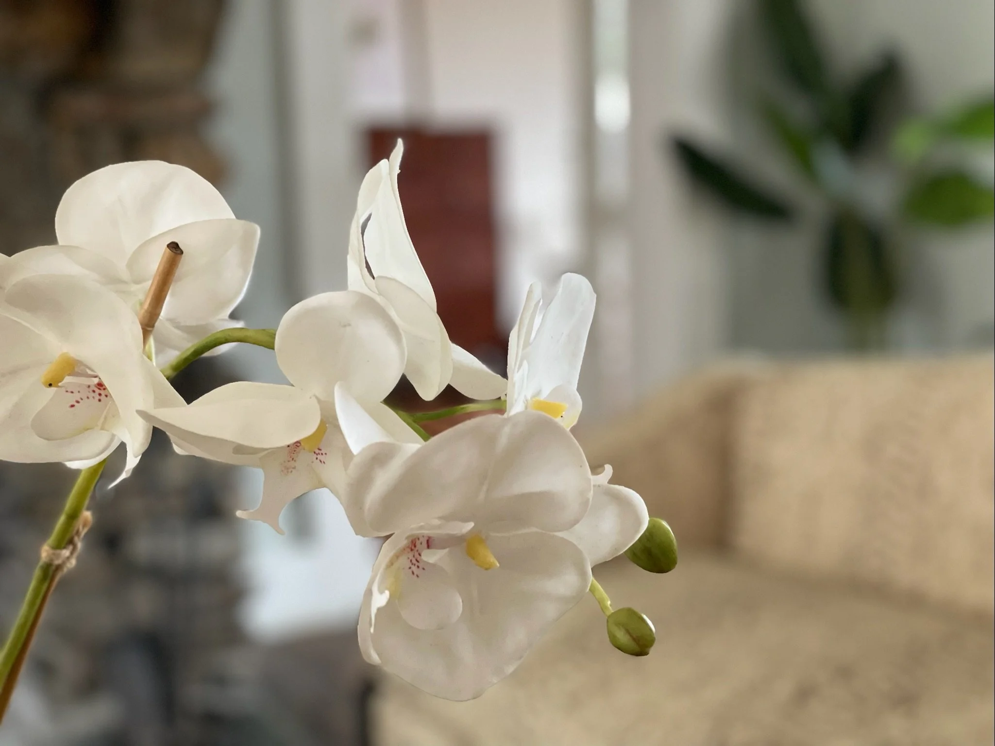 Country Estate Flower Vibes.jpeg