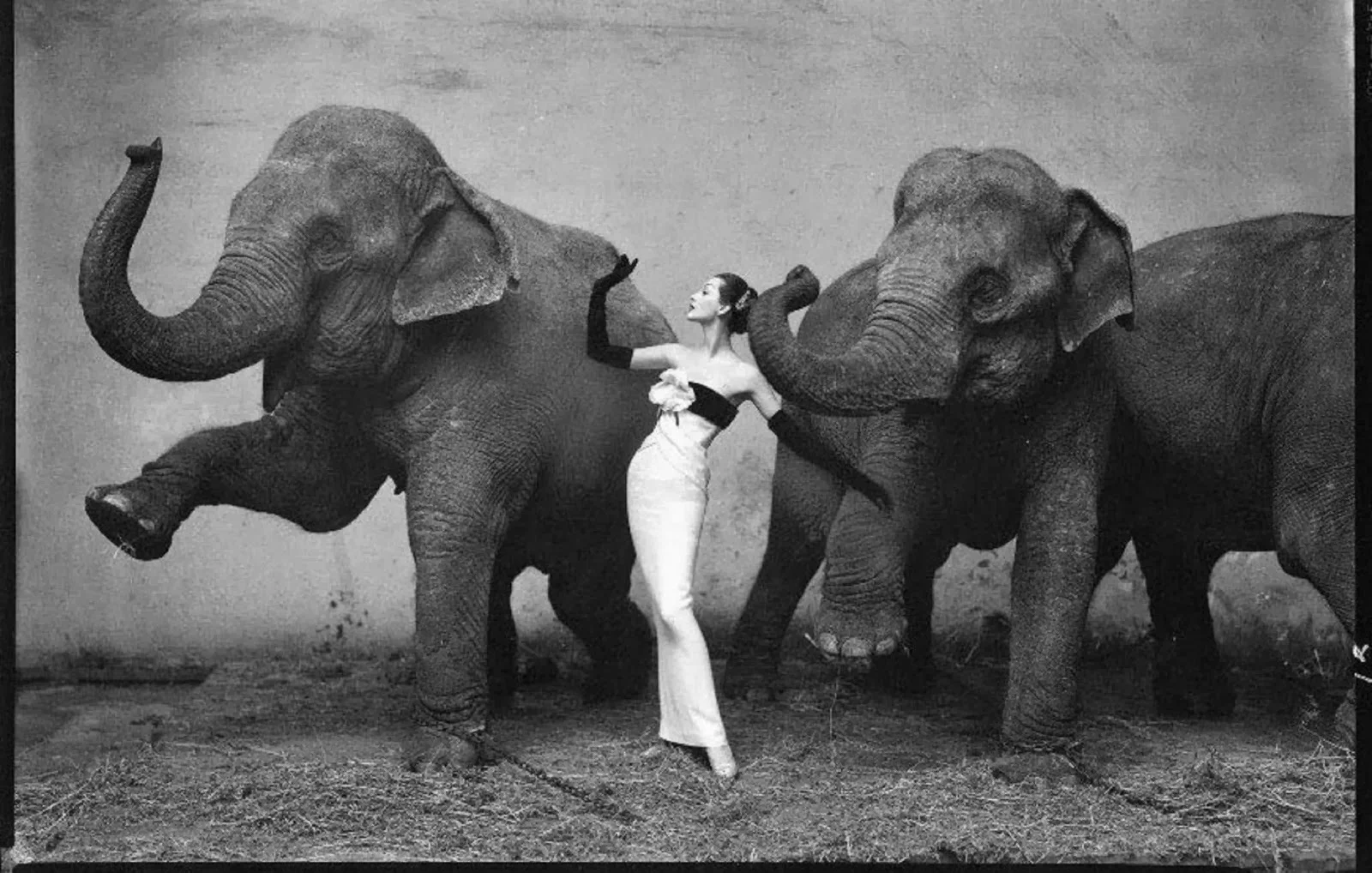 dovima-with-the-elephants.jpg