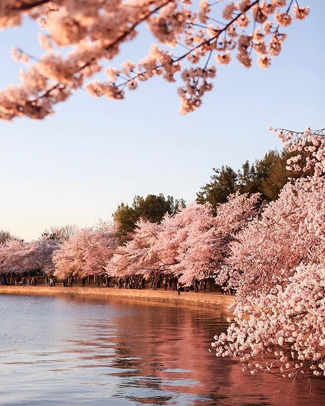 Time to add visit the Cherry Blossoms in DC to your bucket list 🌸😍