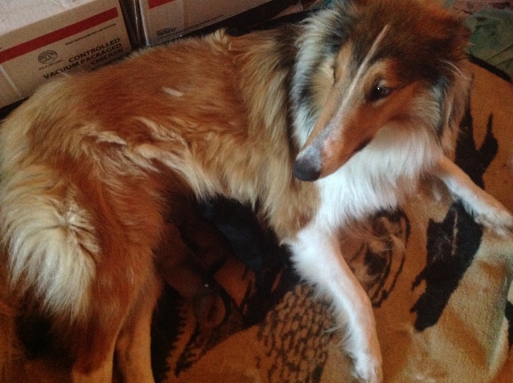 Here's our new momma, Scout, and the puppies!