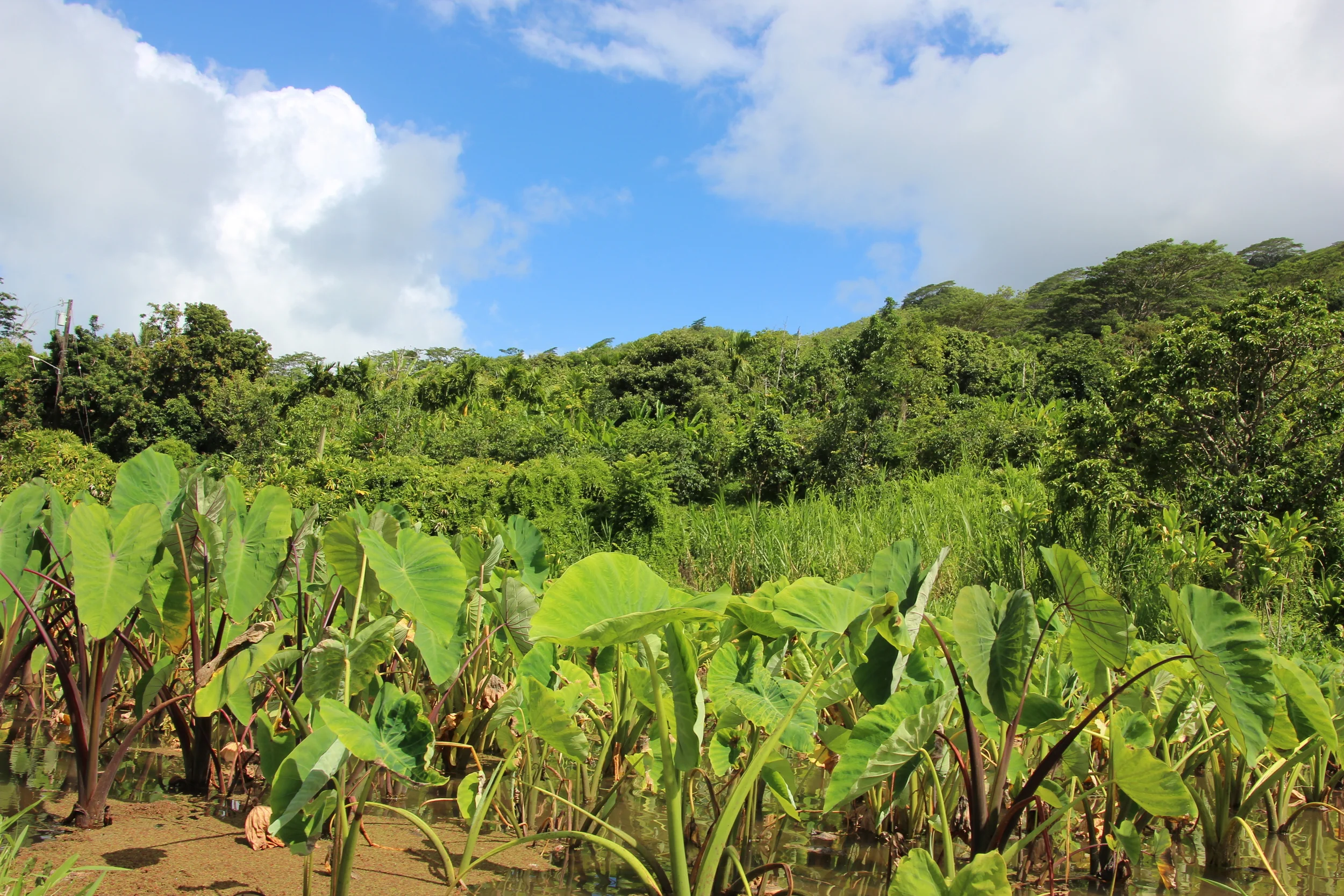 Flooded Taro 