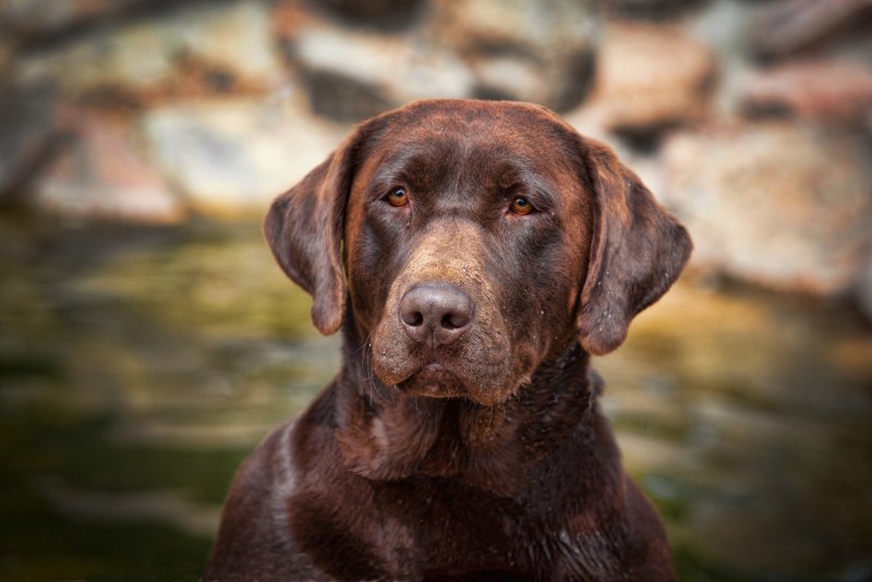      Heatherdowns Labradors, Ltd   Franktown, Colorado 