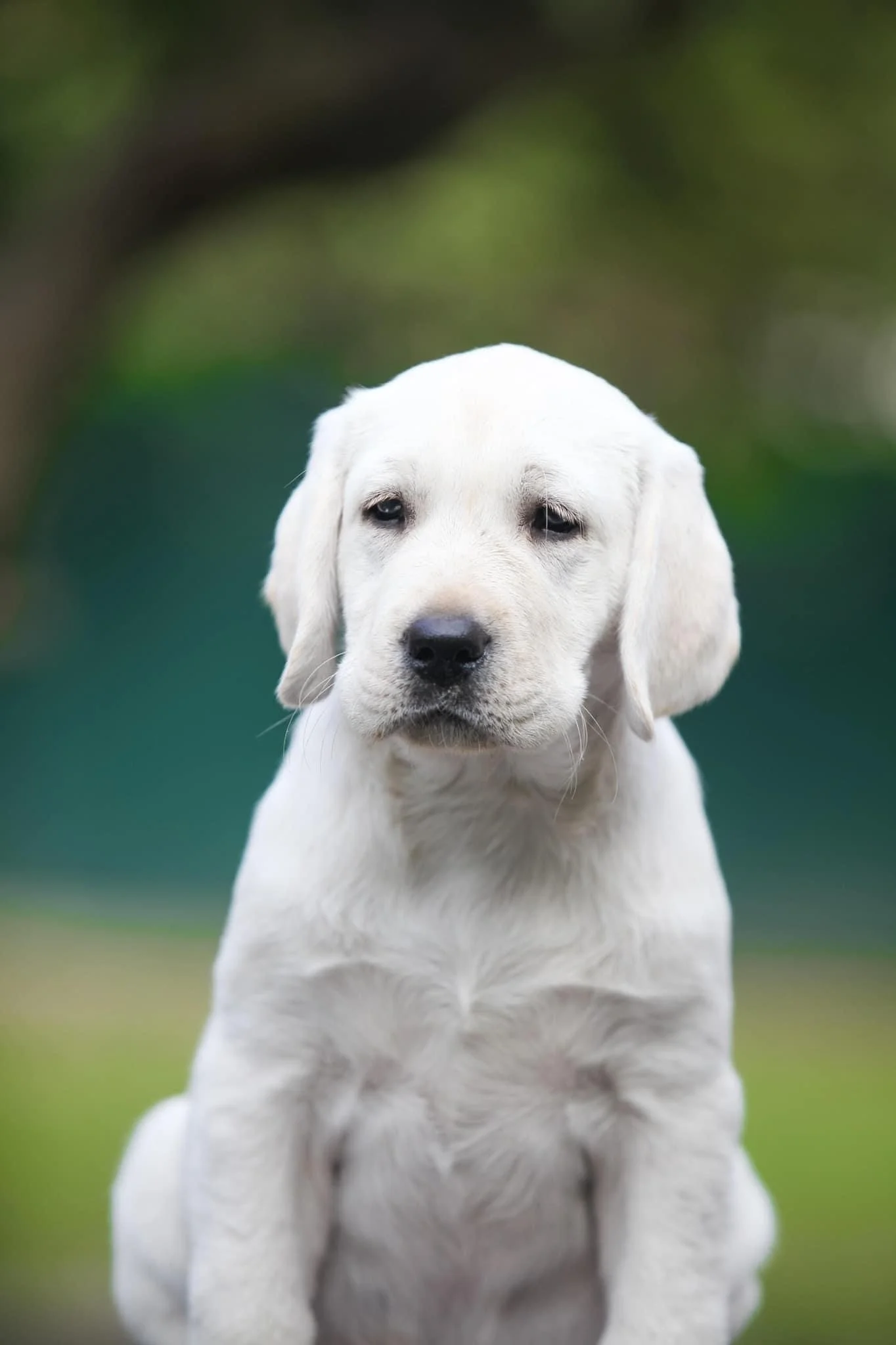 Pure Labrador Puppy Price English Lab Pure Breed Labrador Puppy
