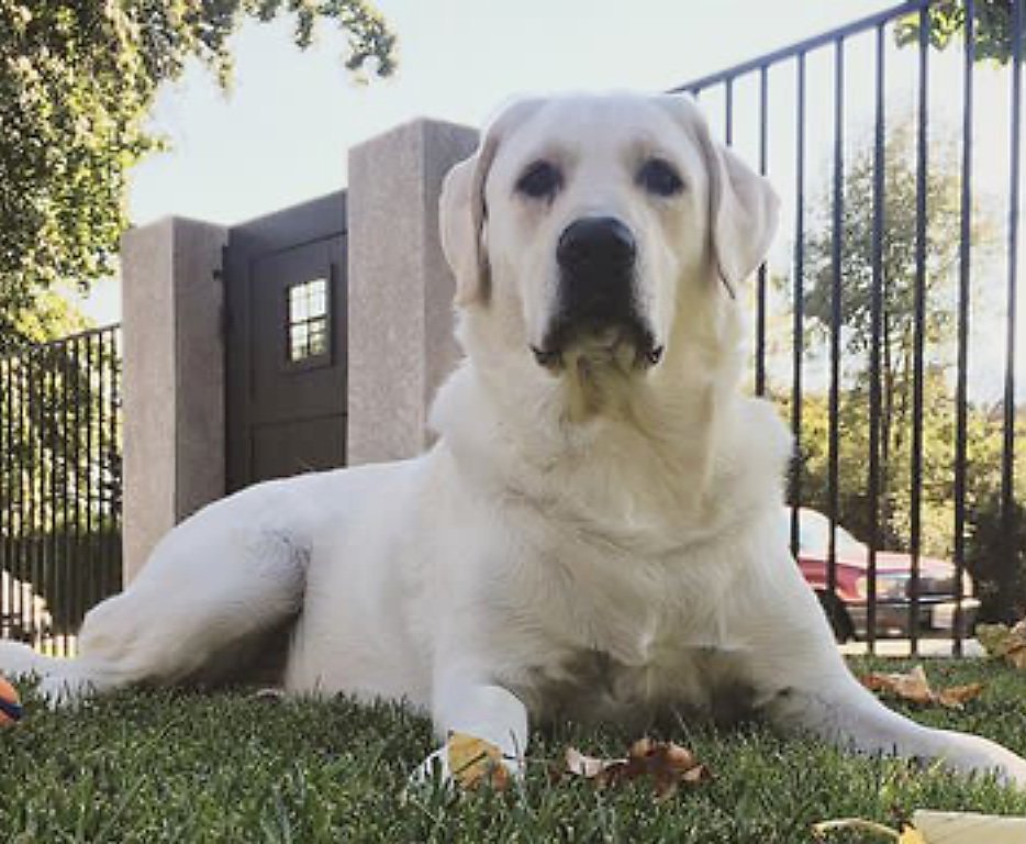     Heatherdowns Labradors, Ltd   Franktown, Colorado 