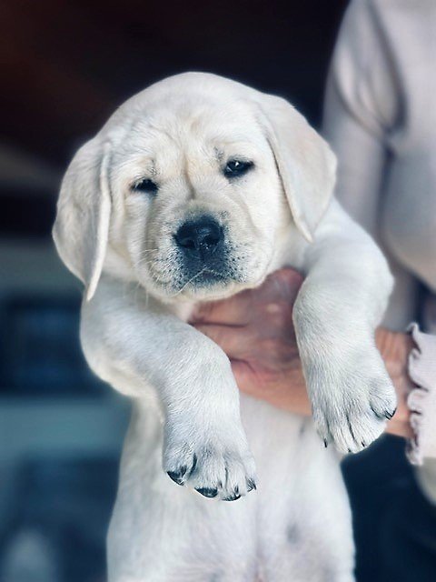 White Lab Puppy With Blue Eyes