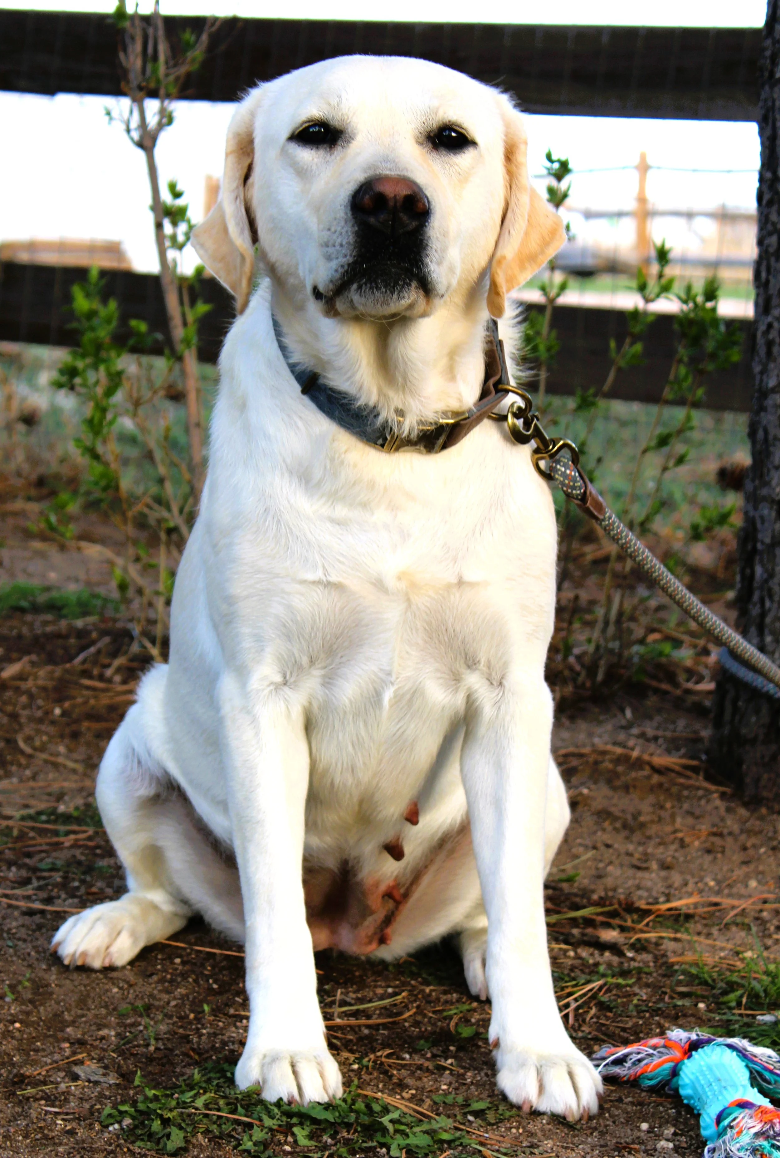Best polar white lab puppies 2025