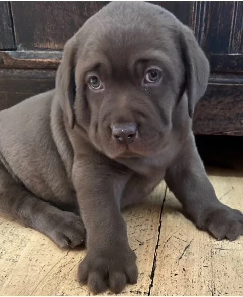 Duncan from Kate S. .jpg