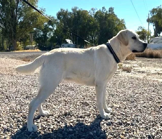 Lacy Side View 2.jpg