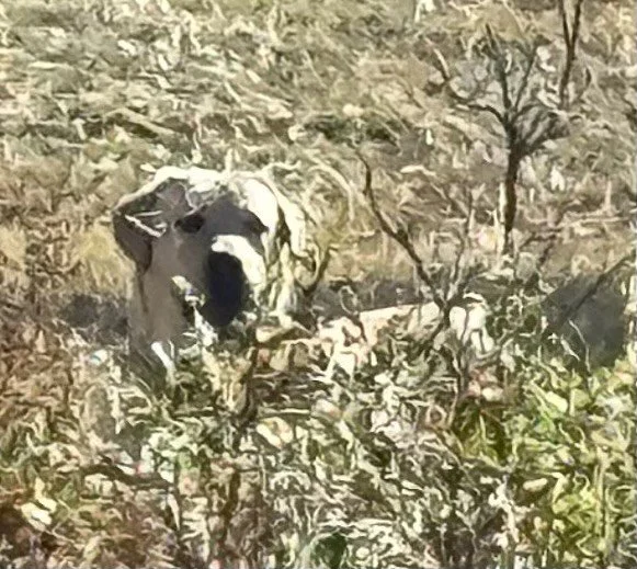 Nellee peeking out through the tall grass!
